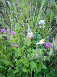 f0207074_1582990.gif
