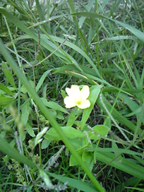 f0207074_159426.gif