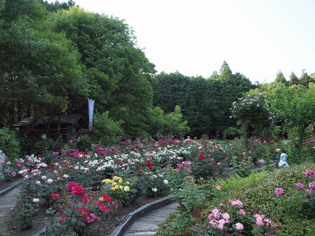 『達目洞(だちぼくぼら)の薔薇園にて・・・・・』_d0054276_20184283.jpg