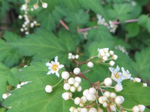 野菜苗の植え付で畑作業が一段落、野の花をじっくり見れます。_e0148077_1541209.jpg