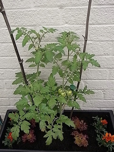 トマトの植え付け ２本仕立ての接木苗 １４ 晴れときどき菜園 イギリスの小さな村の小さなallotmentからー