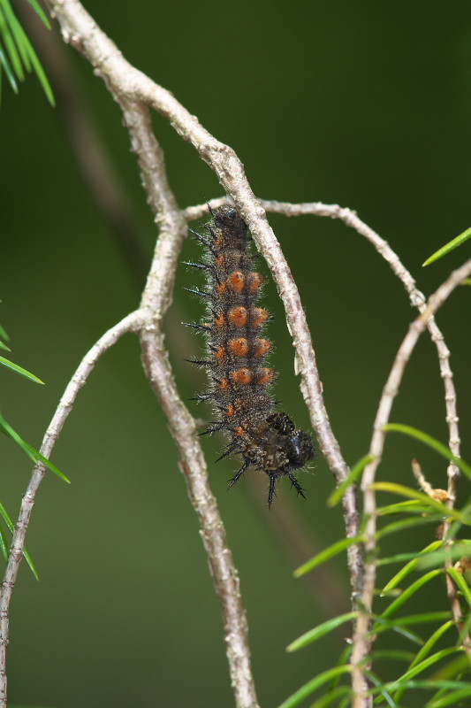 クヌギの樹肌に潜む幼虫達：続編（5月下旬）_f0090680_22391122.jpg