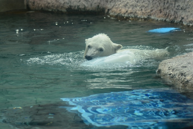 ２０１４年５月　ほぼ毎月とくしま動物園　その４ ポロロへ氷プレゼント_a0052986_7255420.jpg