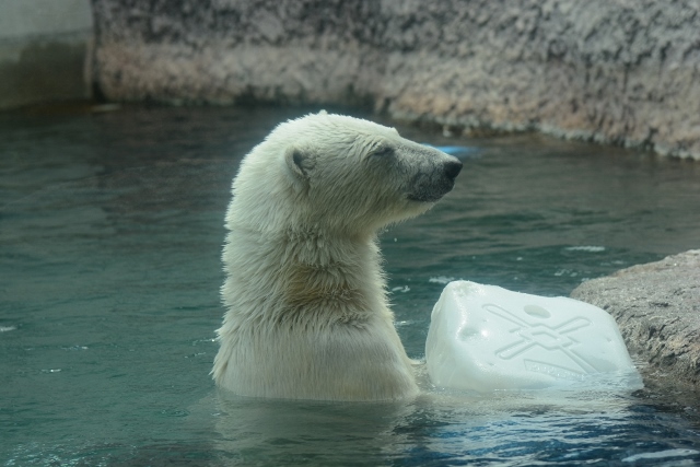 ２０１４年５月　ほぼ毎月とくしま動物園　その４ ポロロへ氷プレゼント_a0052986_7261928.jpg