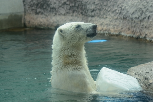 ２０１４年５月　ほぼ毎月とくしま動物園　その４ ポロロへ氷プレゼント_a0052986_726722.jpg