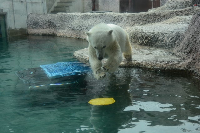 ２０１４年５月　ほぼ毎月とくしま動物園　その４ ポロロへ氷プレゼント_a0052986_7322364.jpg