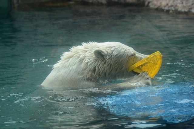 ２０１４年５月　ほぼ毎月とくしま動物園　その４ ポロロへ氷プレゼント_a0052986_7324899.jpg