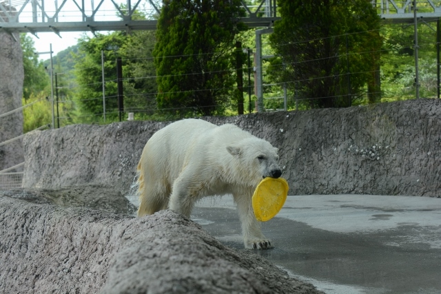 ２０１４年５月　ほぼ毎月とくしま動物園　その４ ポロロへ氷プレゼント_a0052986_7331223.jpg