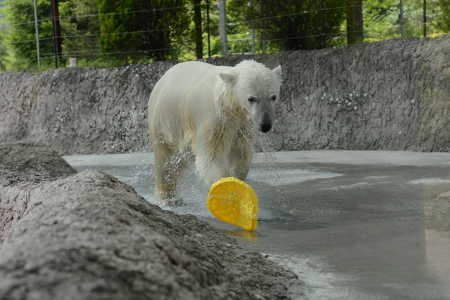 ２０１４年５月　ほぼ毎月とくしま動物園　その４ ポロロへ氷プレゼント_a0052986_734846.jpg