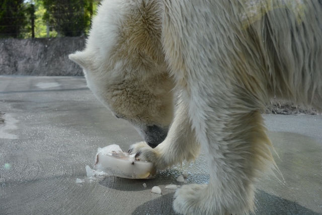 ２０１４年５月　ほぼ毎月とくしま動物園　その４ ポロロへ氷プレゼント_a0052986_7361620.jpg