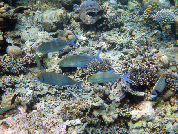 Kandolhu Island 2014-44　朝スノ_c0147790_11184593.jpg