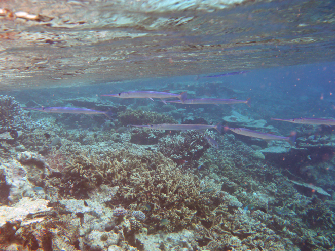 Kandolhu Island 2014-44　朝スノ_c0147790_112784.jpg