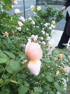 薔薇、咲いてきました！_f0255704_11422669.jpg