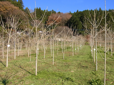 和うるしの器の展示会_b0186205_15572930.jpg