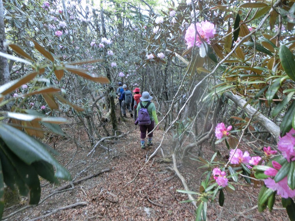 高丸山～雲早山　花咲き乱れる　縦走コース　_b0124306_17403077.jpg