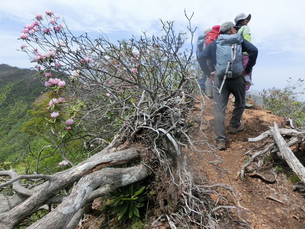 高丸山～雲早山　花咲き乱れる　縦走コース　_b0124306_918815.jpg