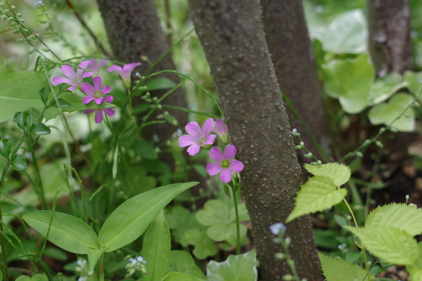 ヤマボウシの根元_c0056707_2132849.jpg