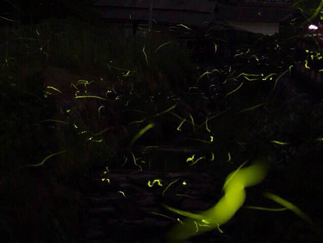 蛍の乱舞_d0047811_22094296.jpg