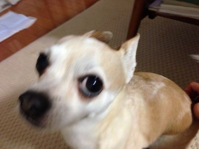 我が家の草食系男子 犬とバレエと美味しい食べ物 我が家の草食系男子 犬とバレエと美味しい食べ物