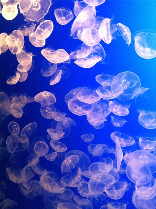 素晴らしい水族館！Monterey Bay Aquarium_f0231414_04494570.jpg