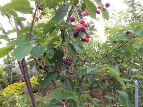 f0329515_08111815.jpg