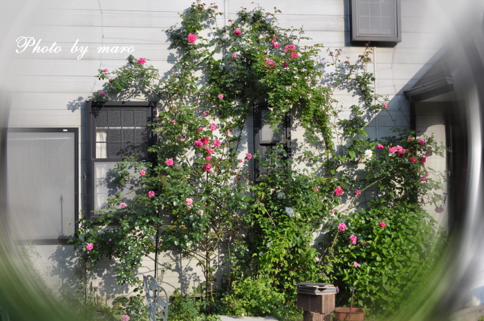 薔薇 壁面誘引のパレード と ロジャー ランベリン と 宿根草 麻呂犬写真館 Mamiphon 薔薇 壁面誘引のパレード と ロジャー ランベリン と 宿根草 麻呂犬写真館 Mamiphon