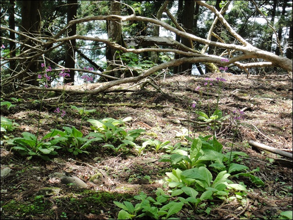 2014/5/25　火伏の神様 愛宕山で九輪草_e0041518_1055080.jpg