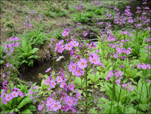 2014/5/25　火伏の神様 愛宕山で九輪草_e0041518_11362658.jpg