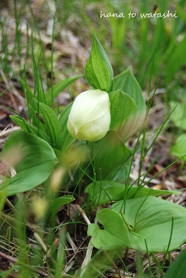 レブンアツモリソウの開花はあと少し！_e0120026_13174964.jpg