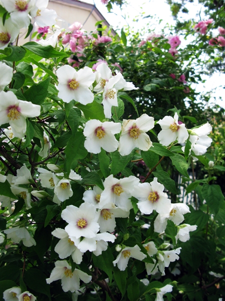 花の色は 移りにけりな ・・・・_f0129726_22131834.jpg