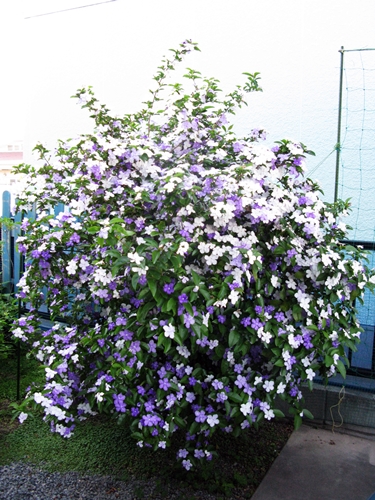 花の色は 移りにけりな ・・・・_f0129726_22142853.jpg