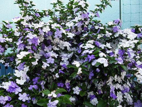 花の色は 移りにけりな ・・・・_f0129726_22184521.jpg