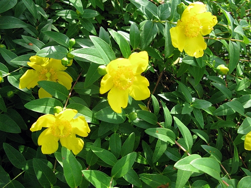 花の色は 移りにけりな ・・・・_f0129726_22221286.jpg