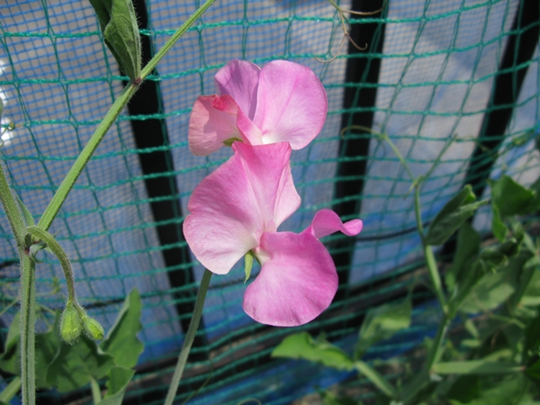 花の色は 移りにけりな ・・・・_f0129726_22232121.jpg