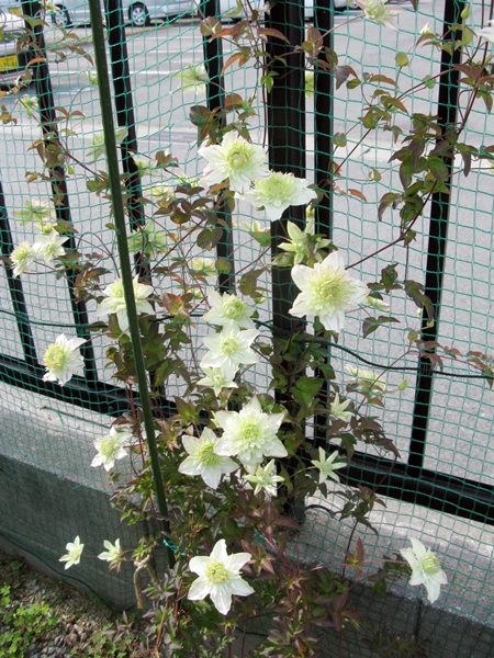 花の色は 移りにけりな ・・・・_f0129726_22281880.jpg
