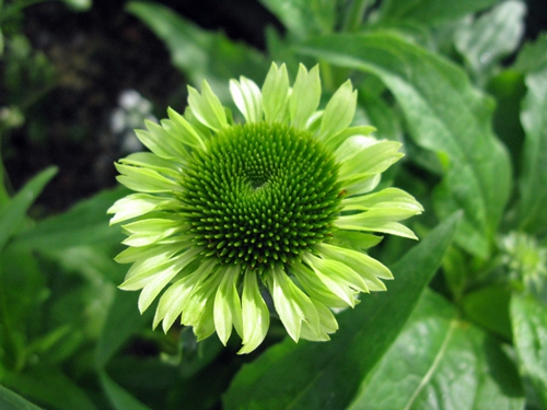 花の色は 移りにけりな ・・・・_f0129726_22442949.jpg