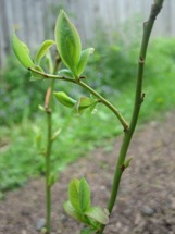 f0157327_1053751.jpg