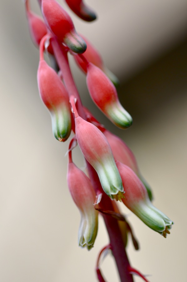 gasteria_b0172633_12393143.jpg