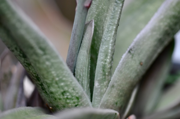 gasteria_b0172633_12393483.jpg