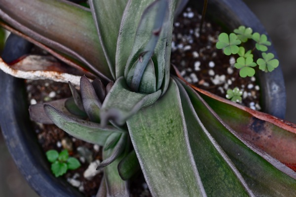 gasteria_b0172633_12394166.jpg