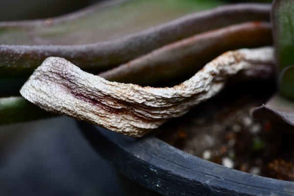 gasteria_b0172633_12394319.jpg