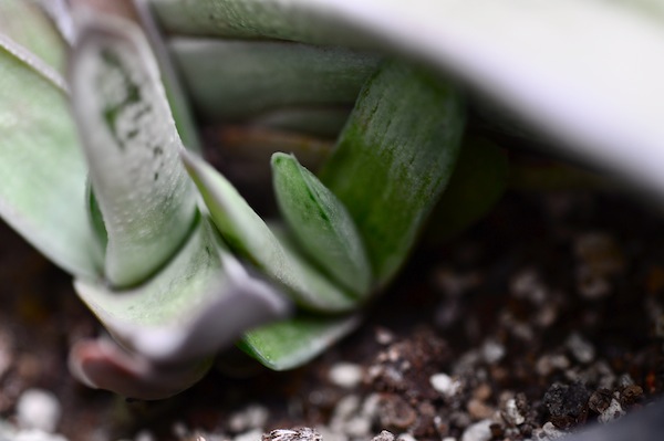 gasteria_b0172633_12394481.jpg