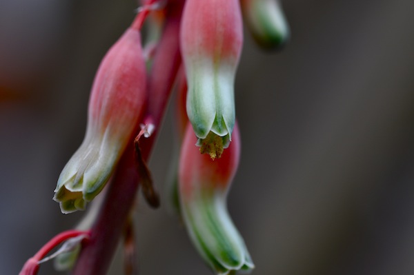 gasteria_b0172633_12491925.jpg