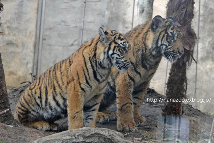 スマトラトラの子供たち 2 今日ものんびり動物園 スマトラトラの子供たち 2 今日ものんびり動物園
