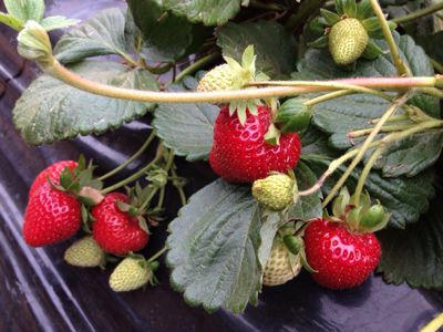 Strawberry Picking_d0114237_125445.jpg