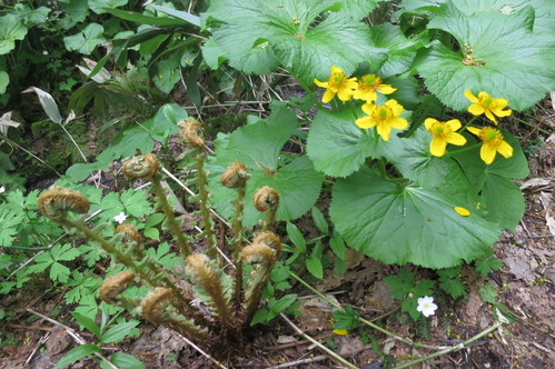薬用植物園へ_f0231042_2181236.jpg