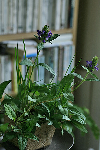 ウツボグサ（靫草：Prunella vulgaris subsp. asiatica）_f0271343_14115739.jpg