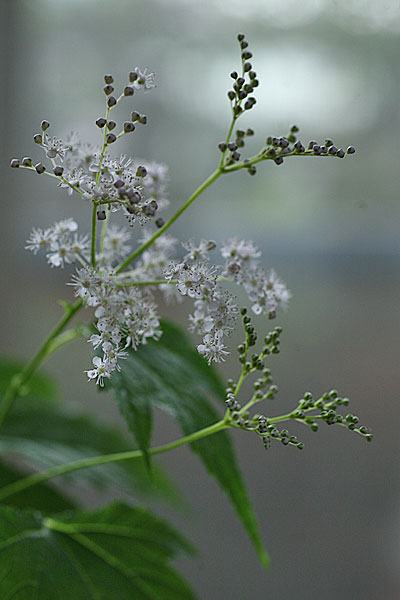 シロバナキョウカノコ（白花京鹿子：Filipendula puruprea f.albiflora）_f0271343_1418379.jpg