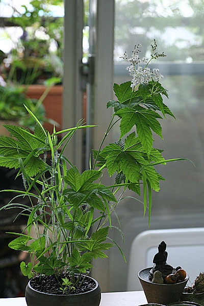 シロバナキョウカノコ（白花京鹿子：Filipendula puruprea f.albiflora）_f0271343_14195366.jpg