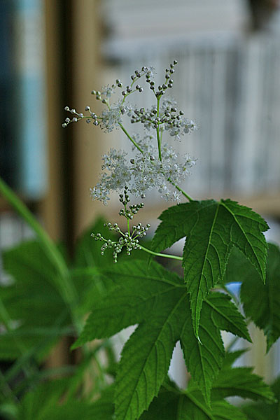 シロバナキョウカノコ 白花京鹿子 Filipendula Puruprea F Albiflora 木と草と花と